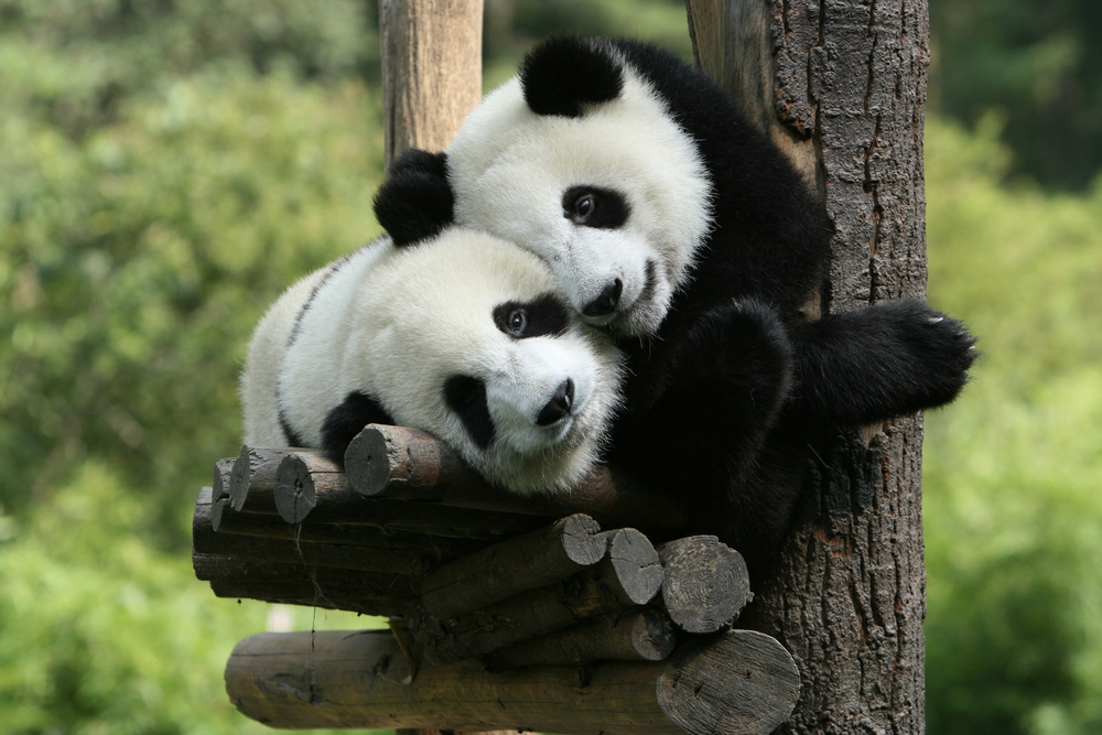 Panda's Ouwehands Dierenpark panda